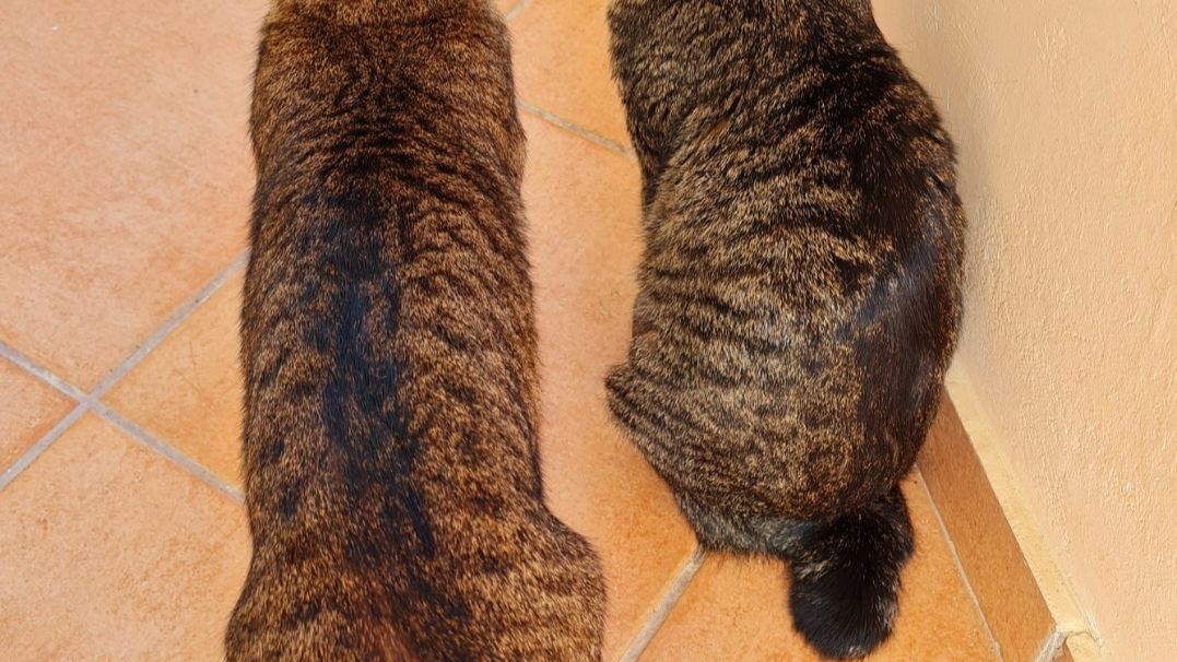 freiwilligenarbeit-griechenland-tierschutz-elli-13