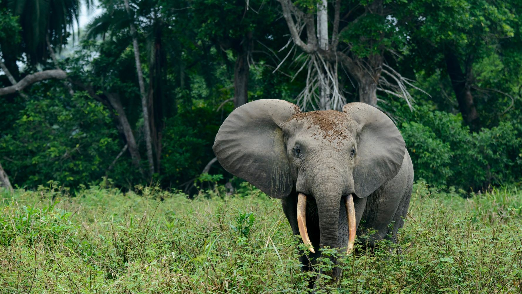 uganda-laenderinformation-waldelefant