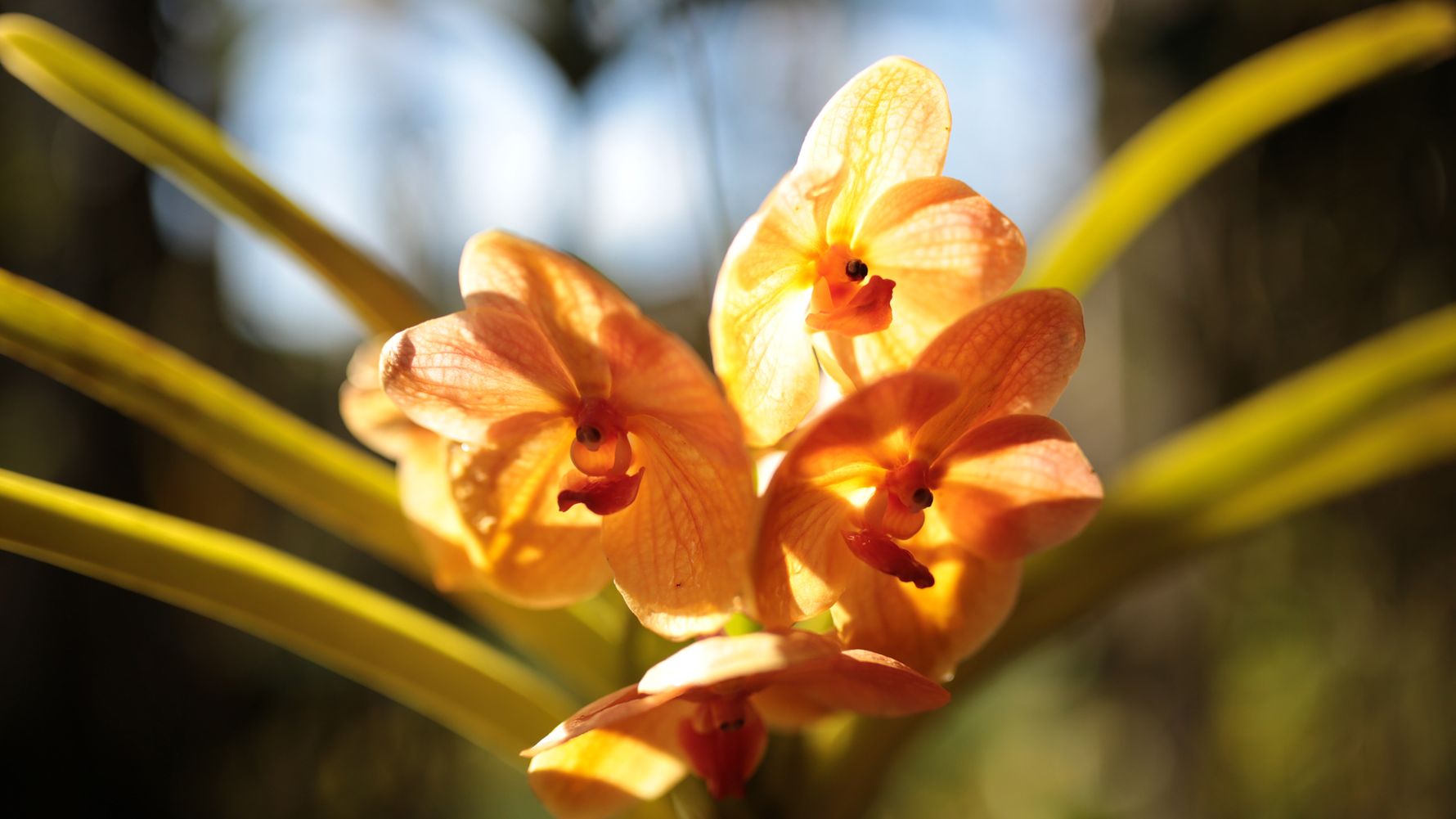 An orange orchid illuminated by the sun against a blurred natural background