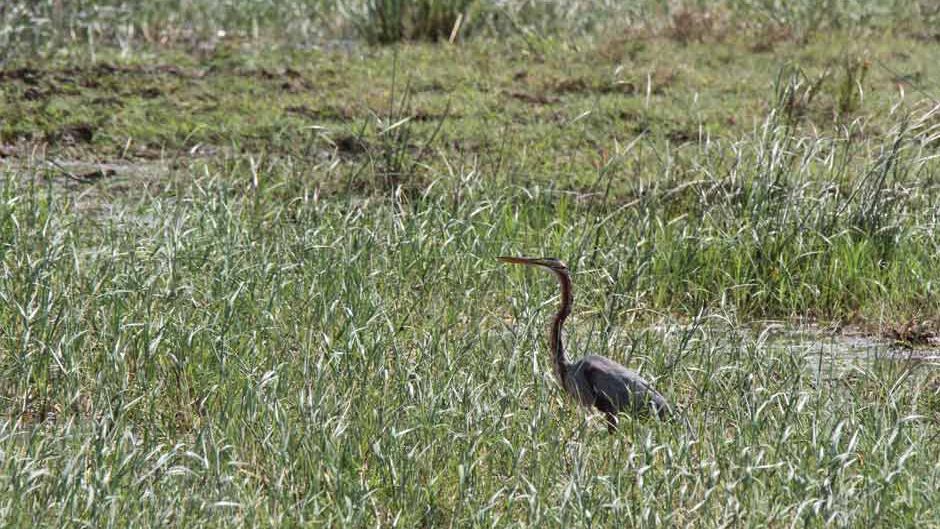 langstreckenzieher-unter-den-voegeln-purpurreiher-feld-blog-natucate