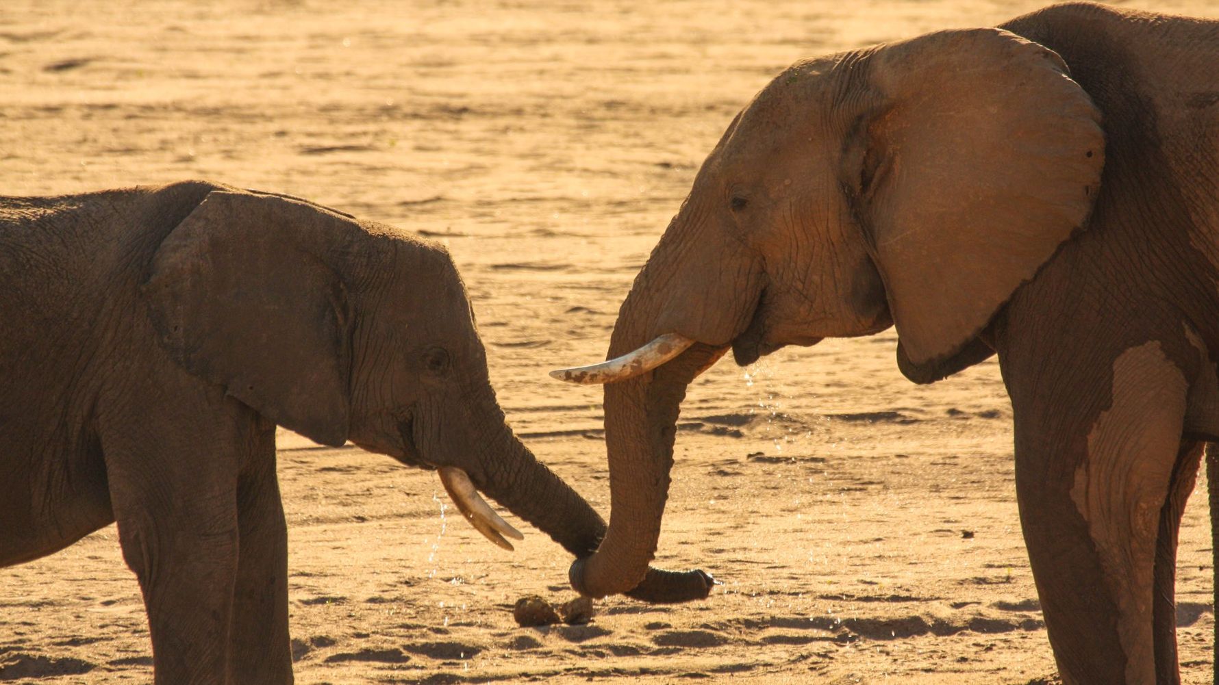 erlebnisreise-suedliches-afrika-erfahrungsbericht-ecoquest-kundenfotos-elefanten-natucate