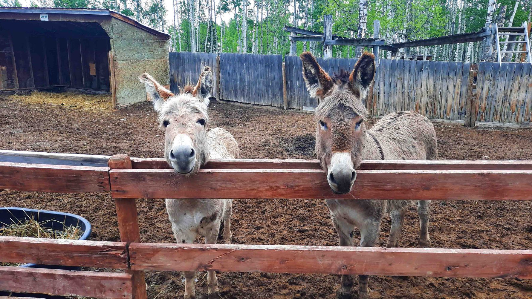 erfahrungsberichte-freiwilligenarbeit-kanada-pferdeschutz-lisa-natucate-zwei-esel-am-zaun