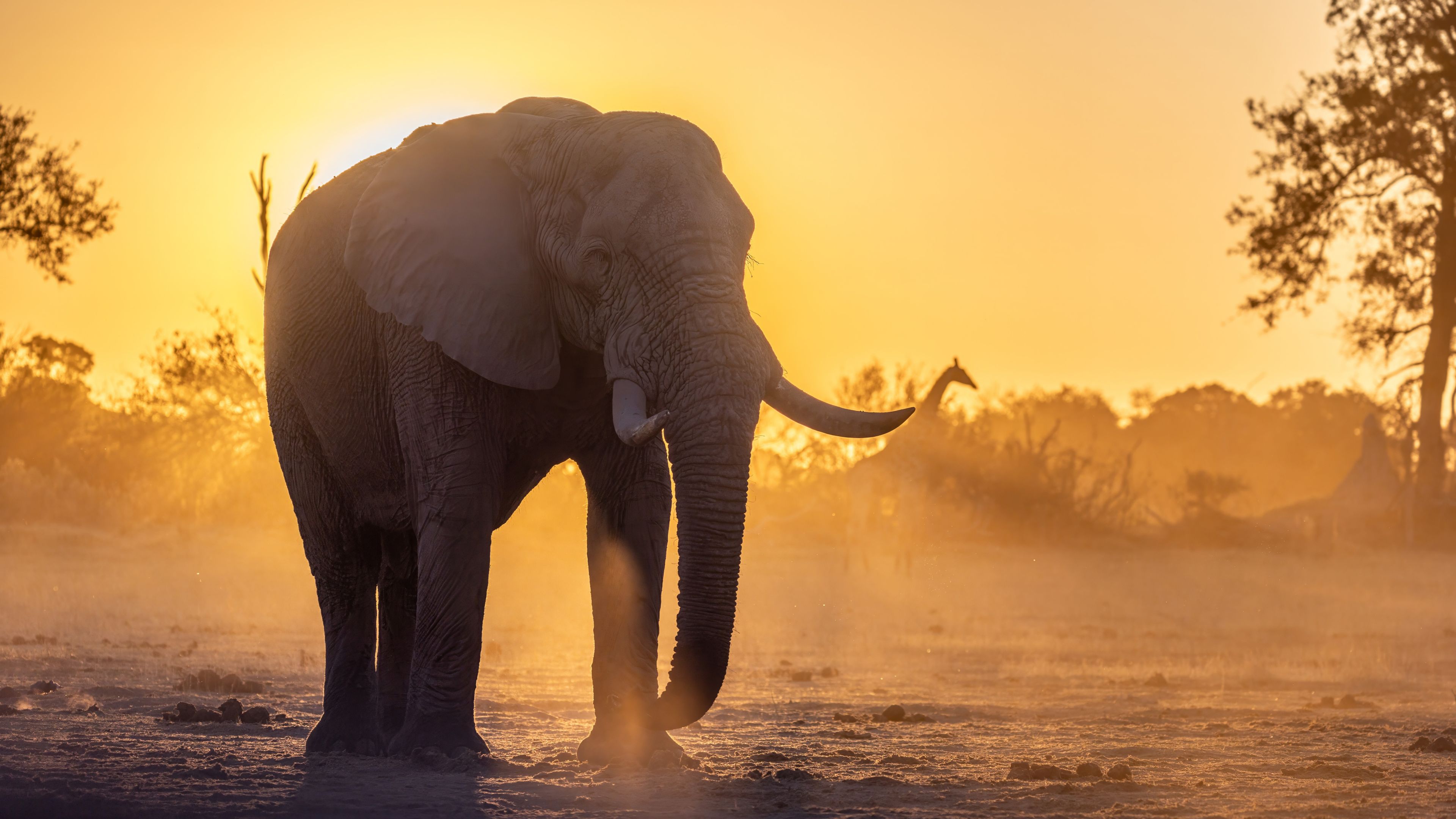Male elephant walks at sunset