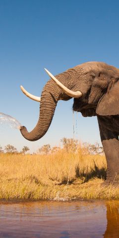 botswana-safari-deluxe-9-dayds-elephnts