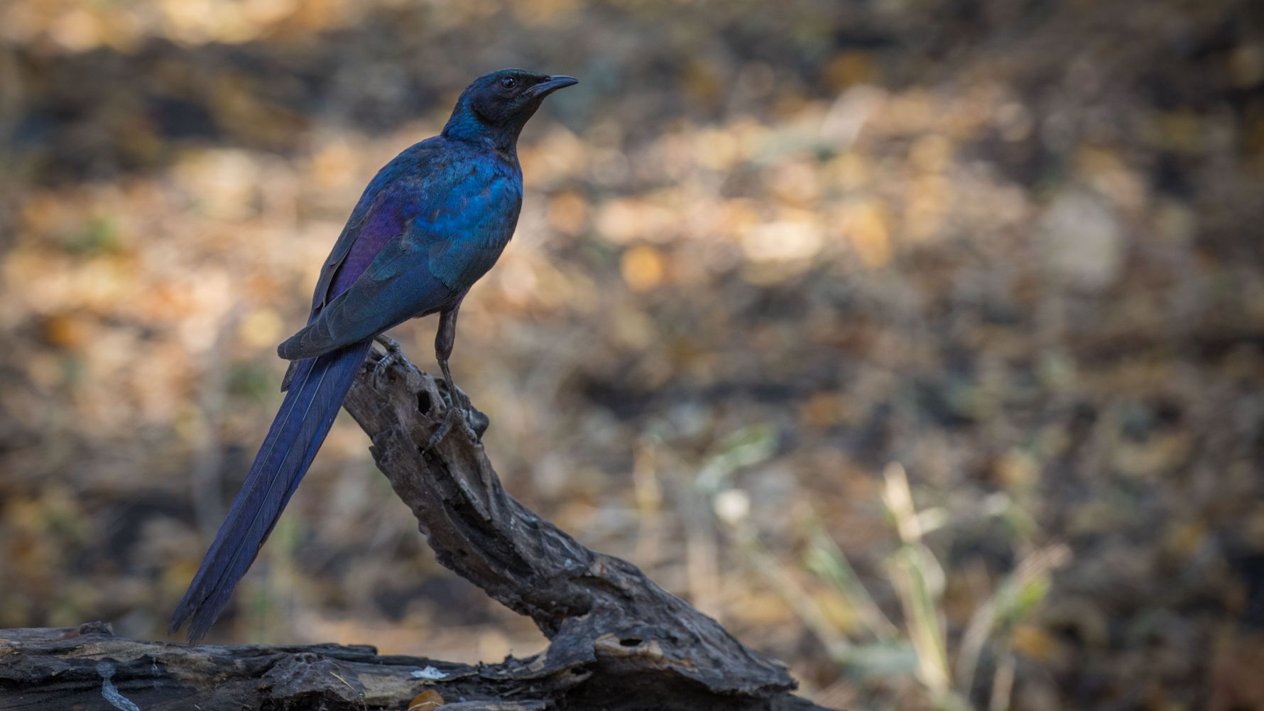 rangerausbildung-wissen-vogelkunde-vogel-blau-natucate