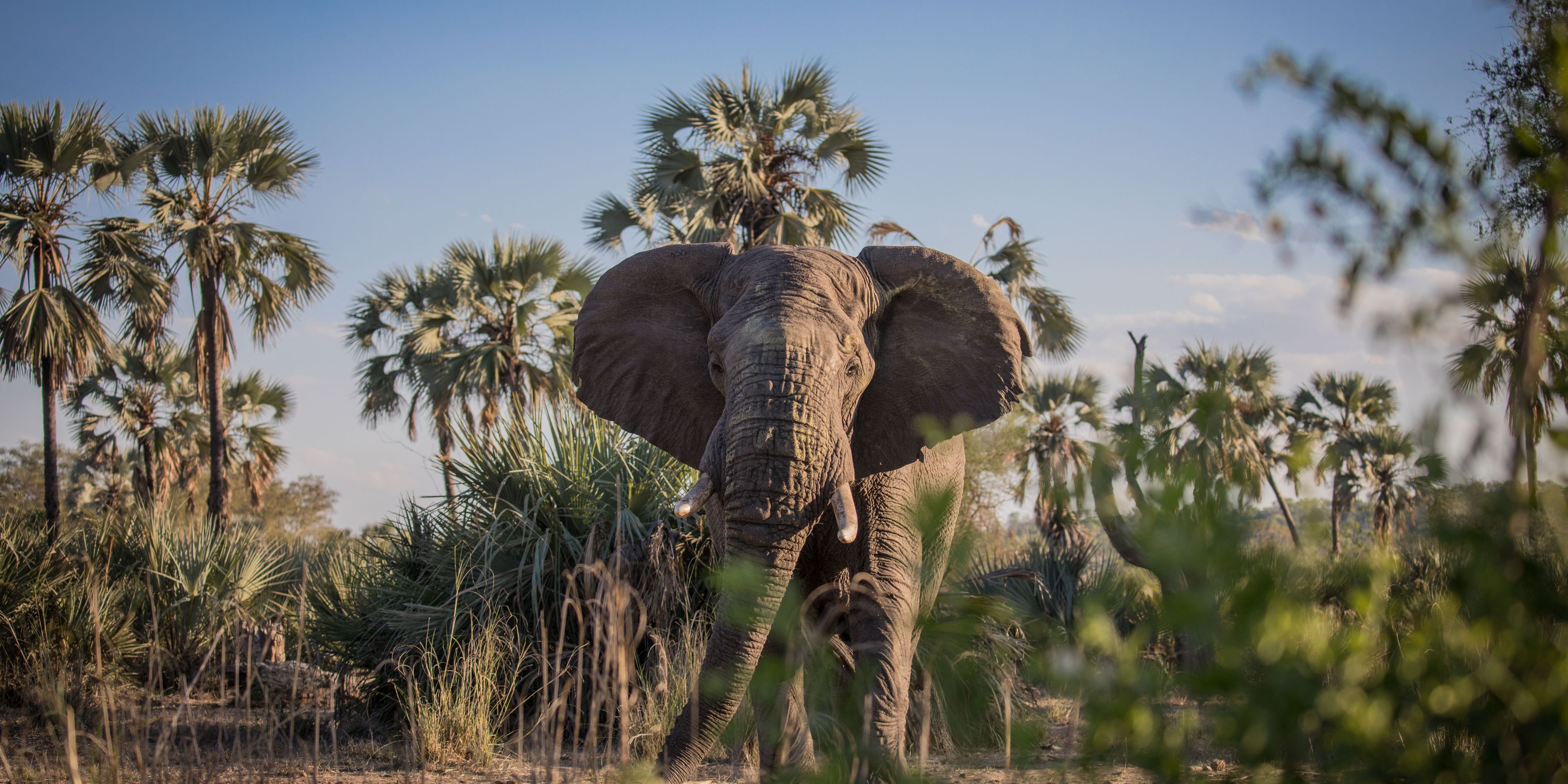Eine Gruppe von Studenten beobachten eine Elefantenherde beim Grasen im afrikanischen Busch