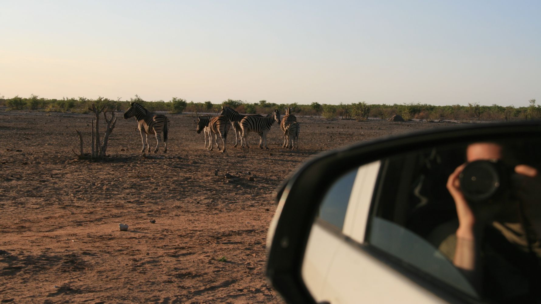 Self-drive safari Africa: safari guests in their own vehicle taking photos from a group of zebras