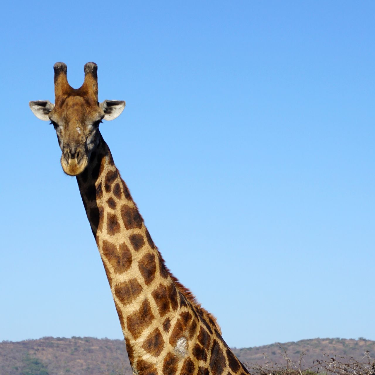 erfahrungsberichte-freiwilligenarbeit-artenschutz-suedafrika-zululand-svenja-giraffe-natucate