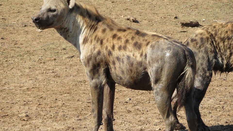 erfahrungsberichte-suedliches-afrika-pfg-rangerausbildung-kundenfotos-hyaene-natucate