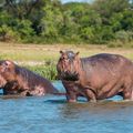 region-murchison-falls-hippos-water