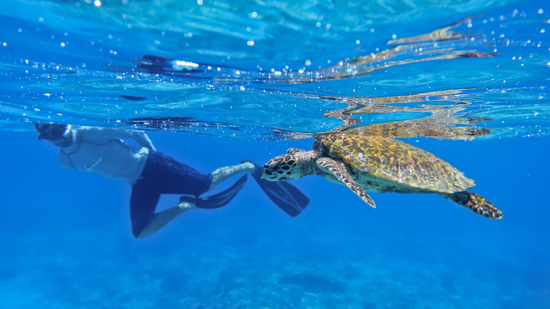 freiwilligenarbeit-seychellen-schildkroeten-preis