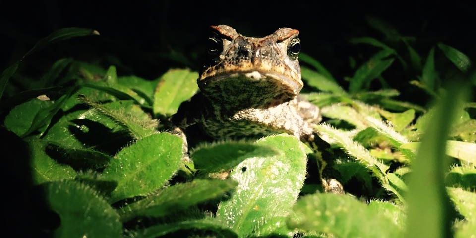 Ein Frosch sitzt inmitten von Blaettern im Regenwald des Amazonas