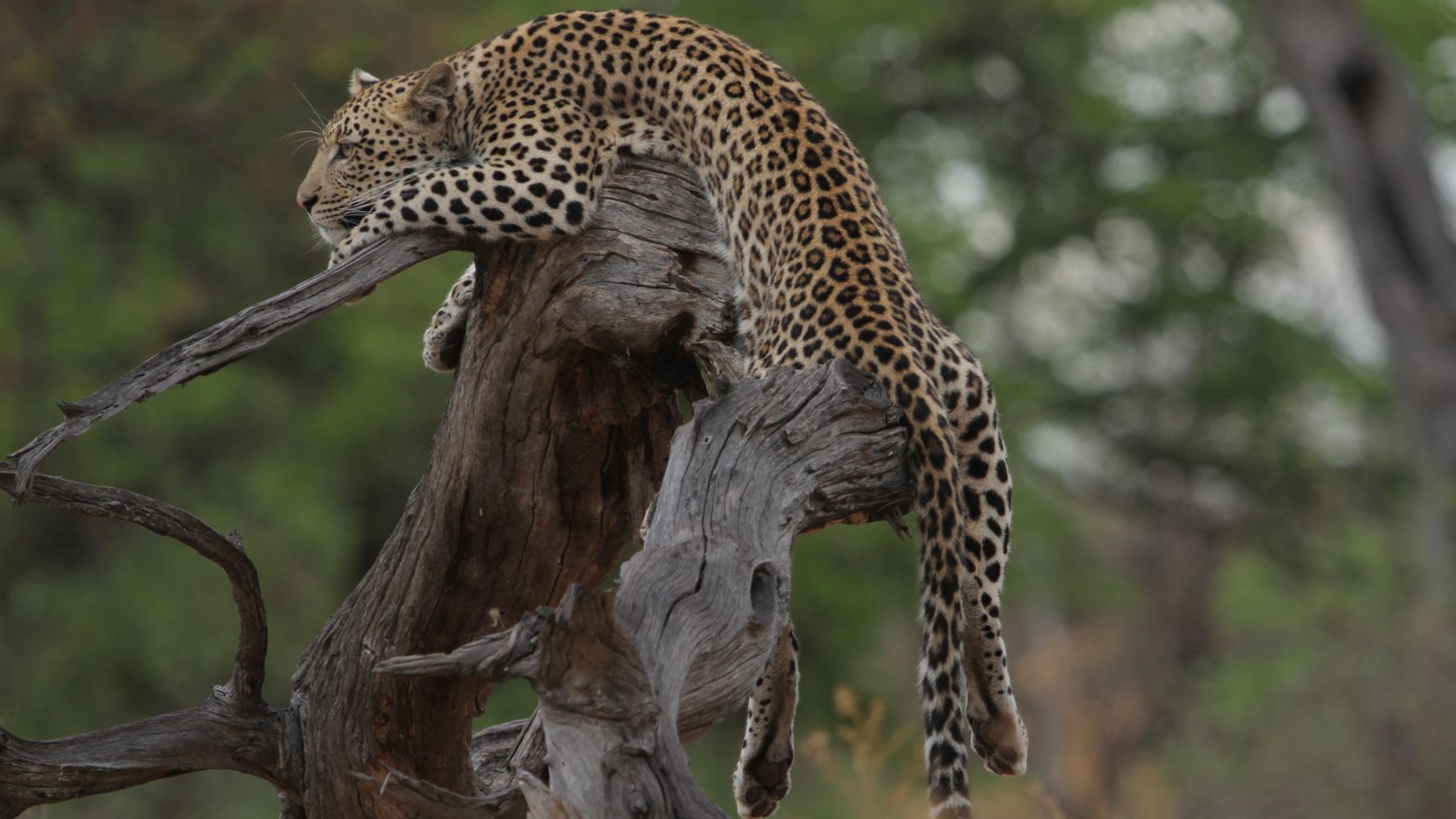Ein Leopard in Botsvana rasted auf einem Baum