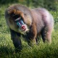 gabon-country-information-lope-national-park-male-mandrill