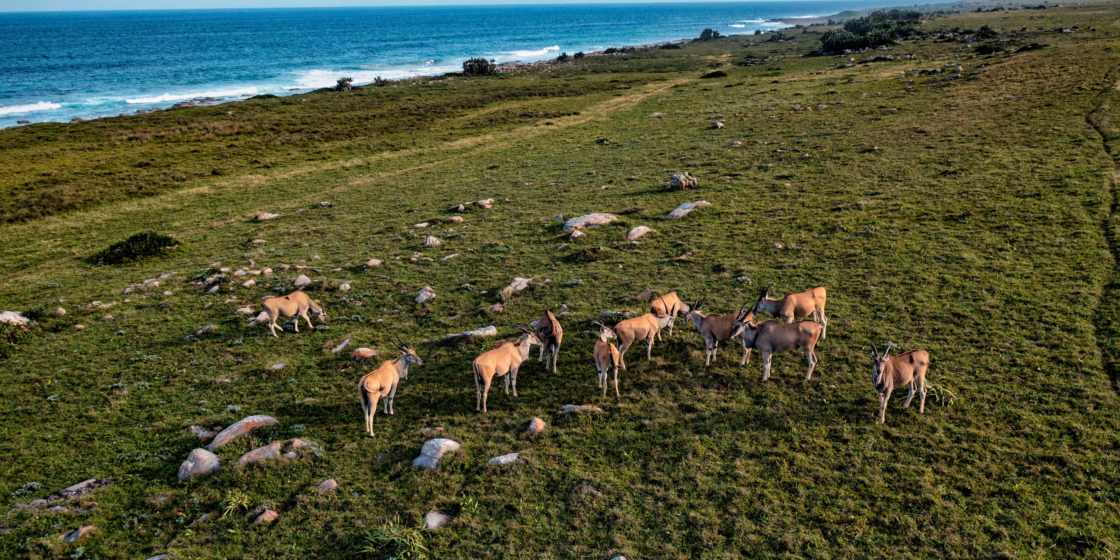 Elands an der Küste