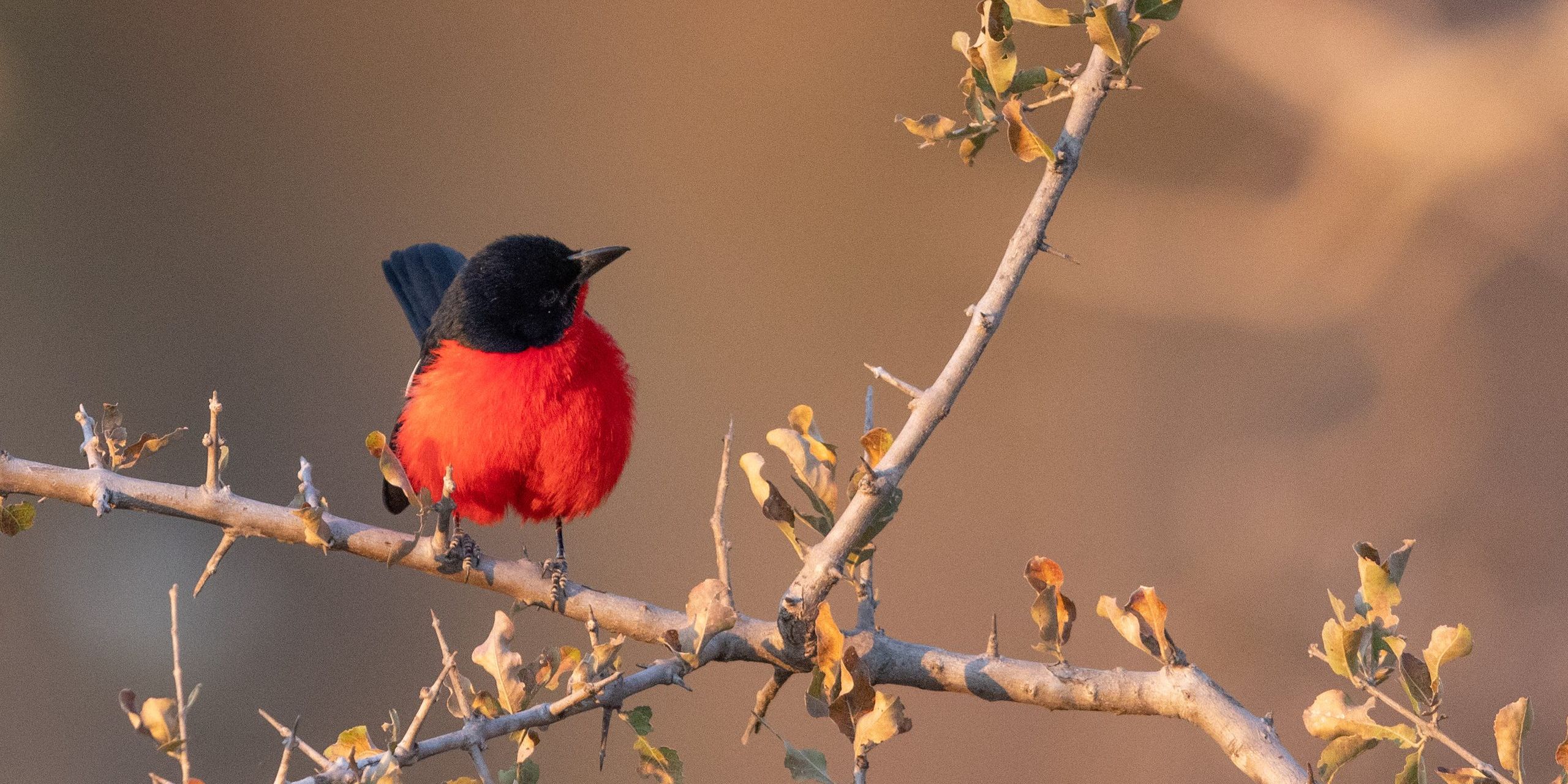 natucate-botswana-okavango-rotbauchwuerger-13