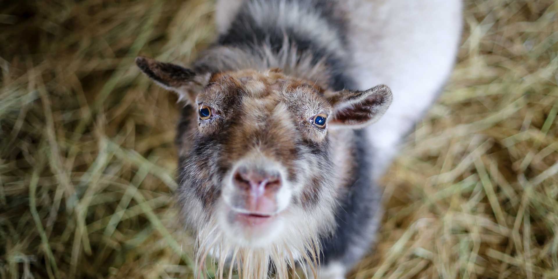 Close up of a goat in its barn on a Vegan Farm in the Northern part of California