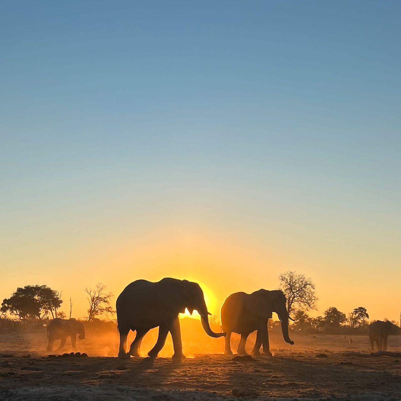 natucate-blog-erfahrungsbericht-pwe-kwapa-henni-elephant-herd-2