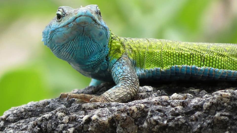 erfahrungsberichte-suedliches-afrika-pfg-rangerausbildung-kundenfotos-echsen-natucate