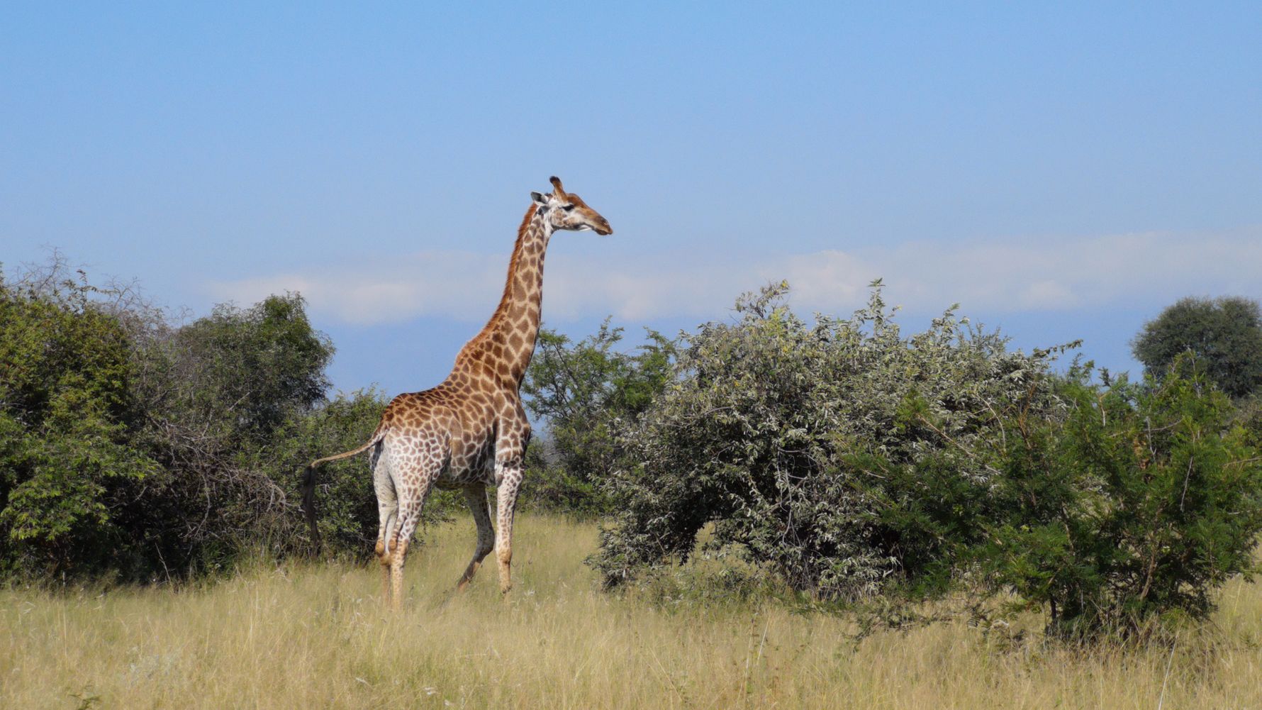 erfahrungsberichte-naturreise-suedafrika-ecoquest-caroline-giraffe-natucate