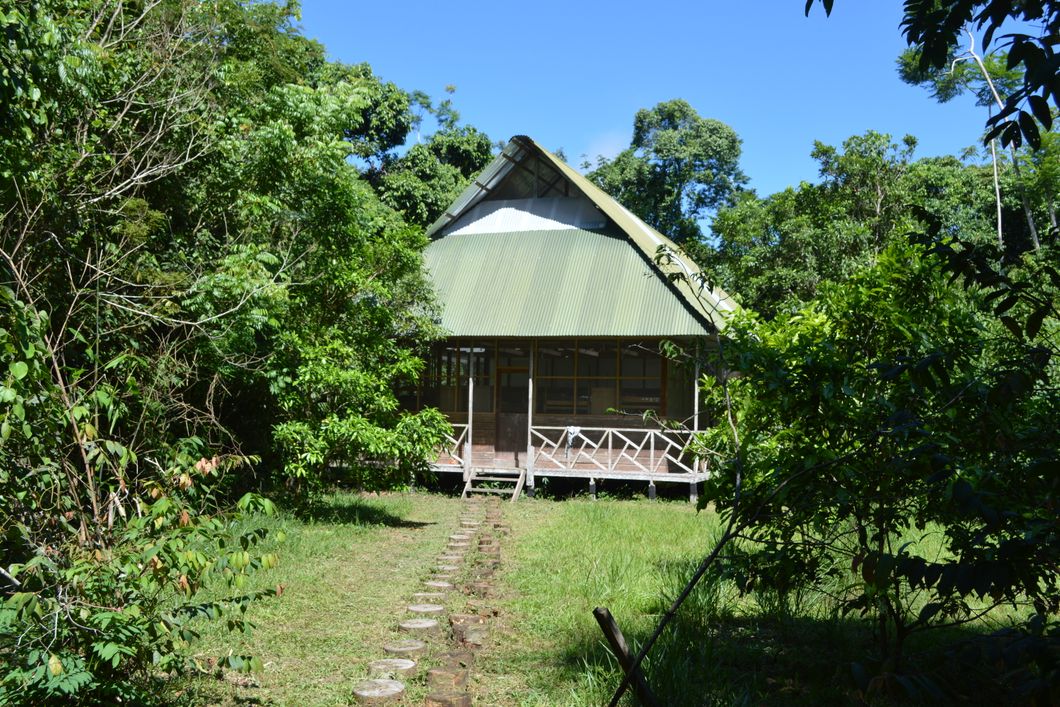 Eine Huette im Regenwald dient den Teilnehmern des Primatenforschungskurses als Unterkunft