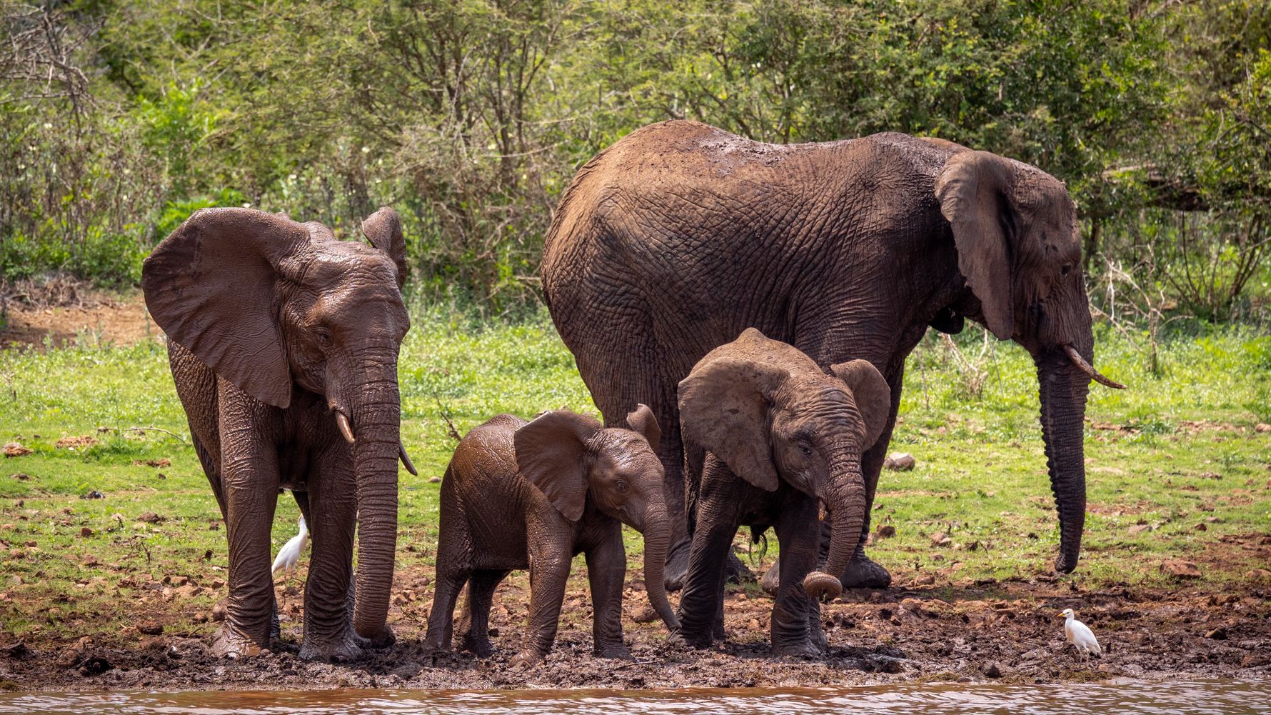 erfahrungsberichte-freiwilligenarbeit-suedafrika-fgl1-martina-elephant-natucate