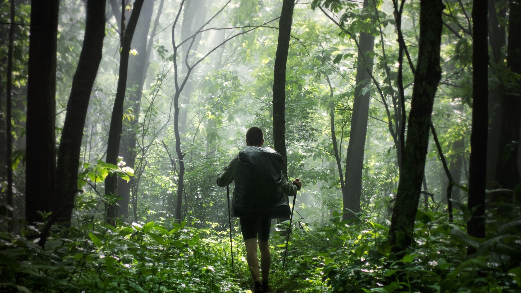 blog-ratgeber-natur-und-erlebnisreisen-voraussetzungen-wald-regen-natucate