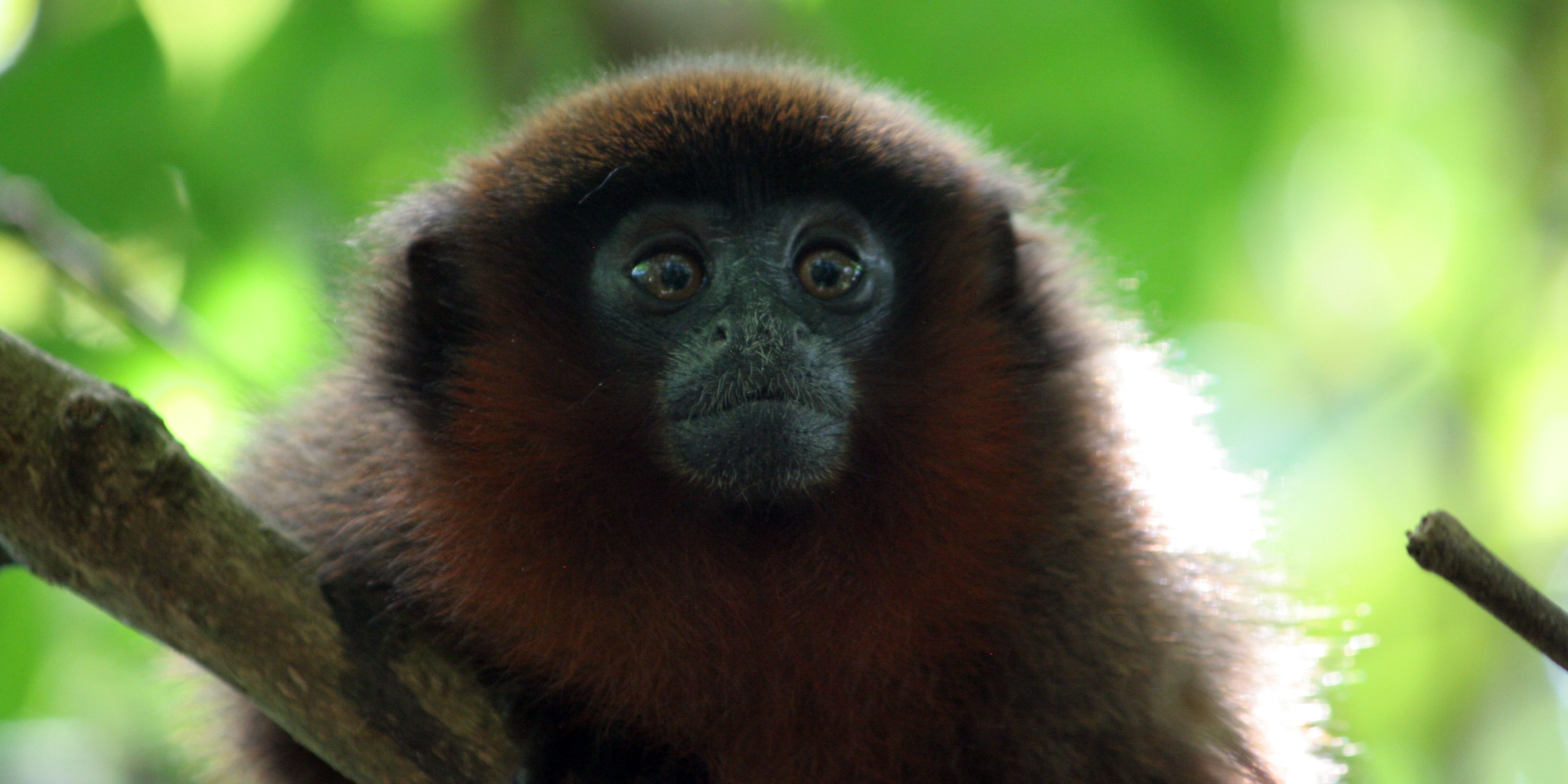 auslandspraktikum-peru-primatenforschung-tamarinaffe-natucate