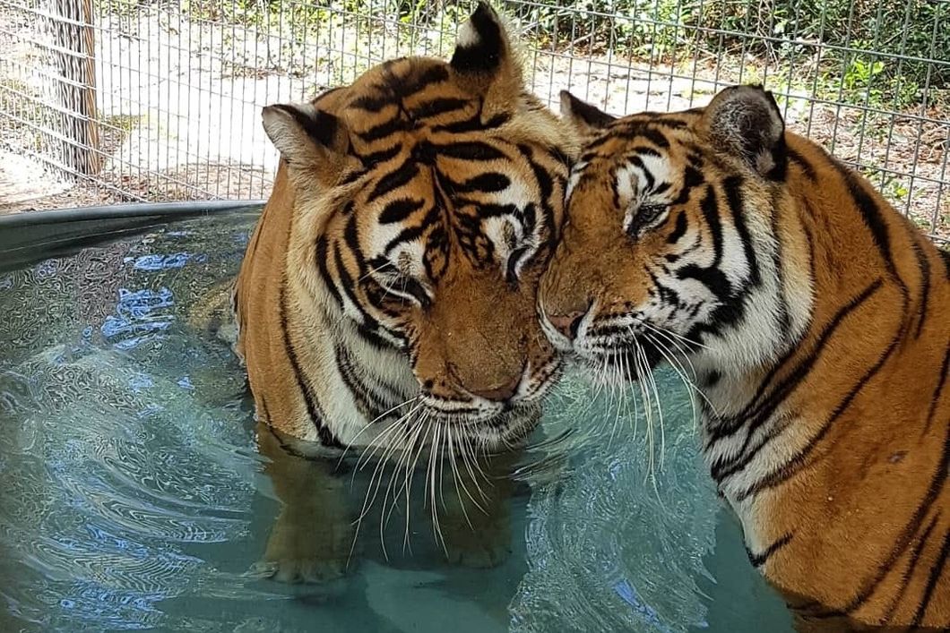 Zwei kuschelnde Tiger in unserem Tierschutzprojekt in den USA