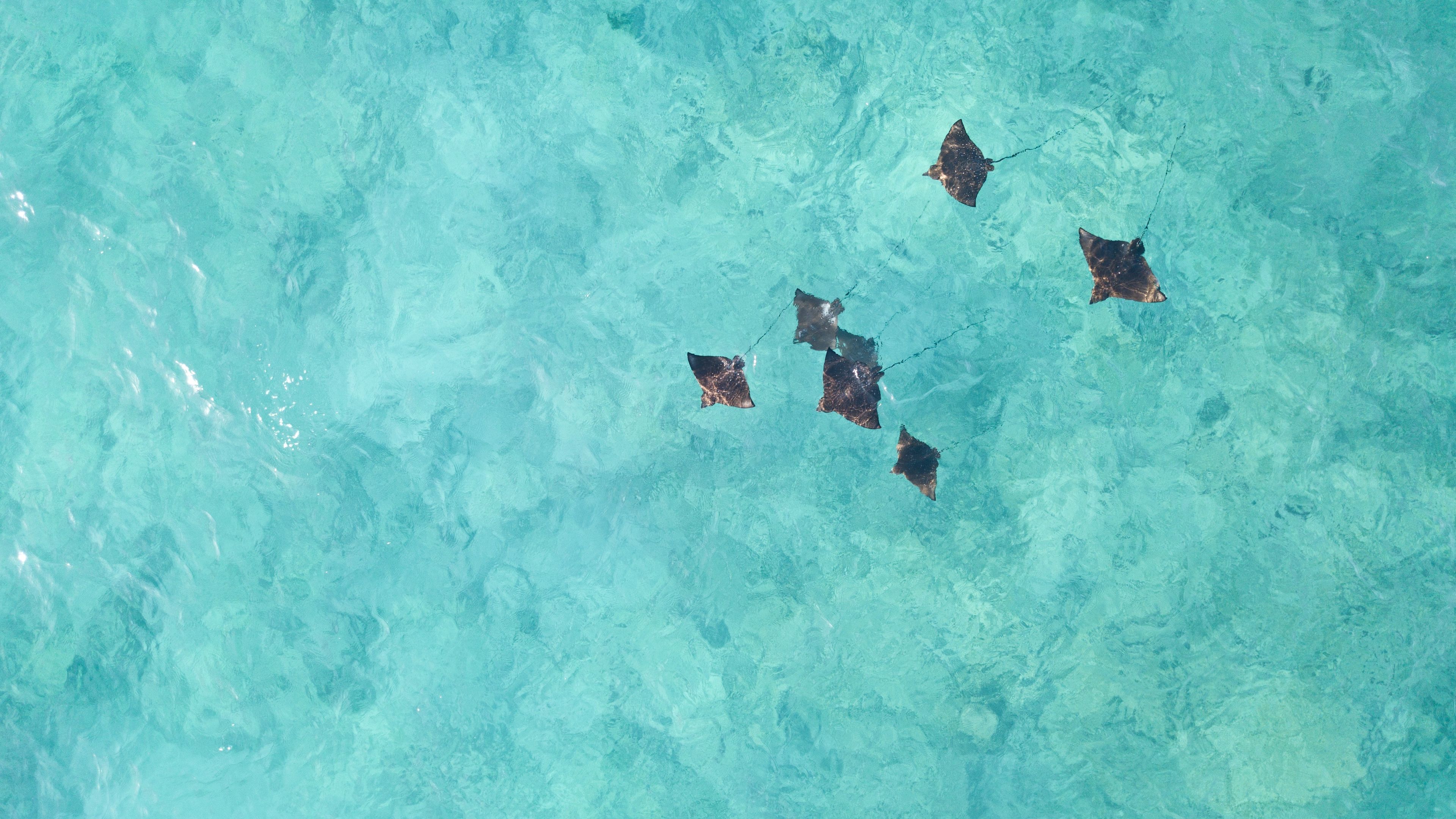 Eine Drohnen Aufnahme zeigt eine Vielzahl rochen im tuerkisblauen Wasser der Seychellen