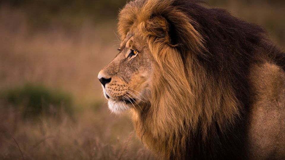 Volunteering in Africa: A male lion in South Africa's savannah