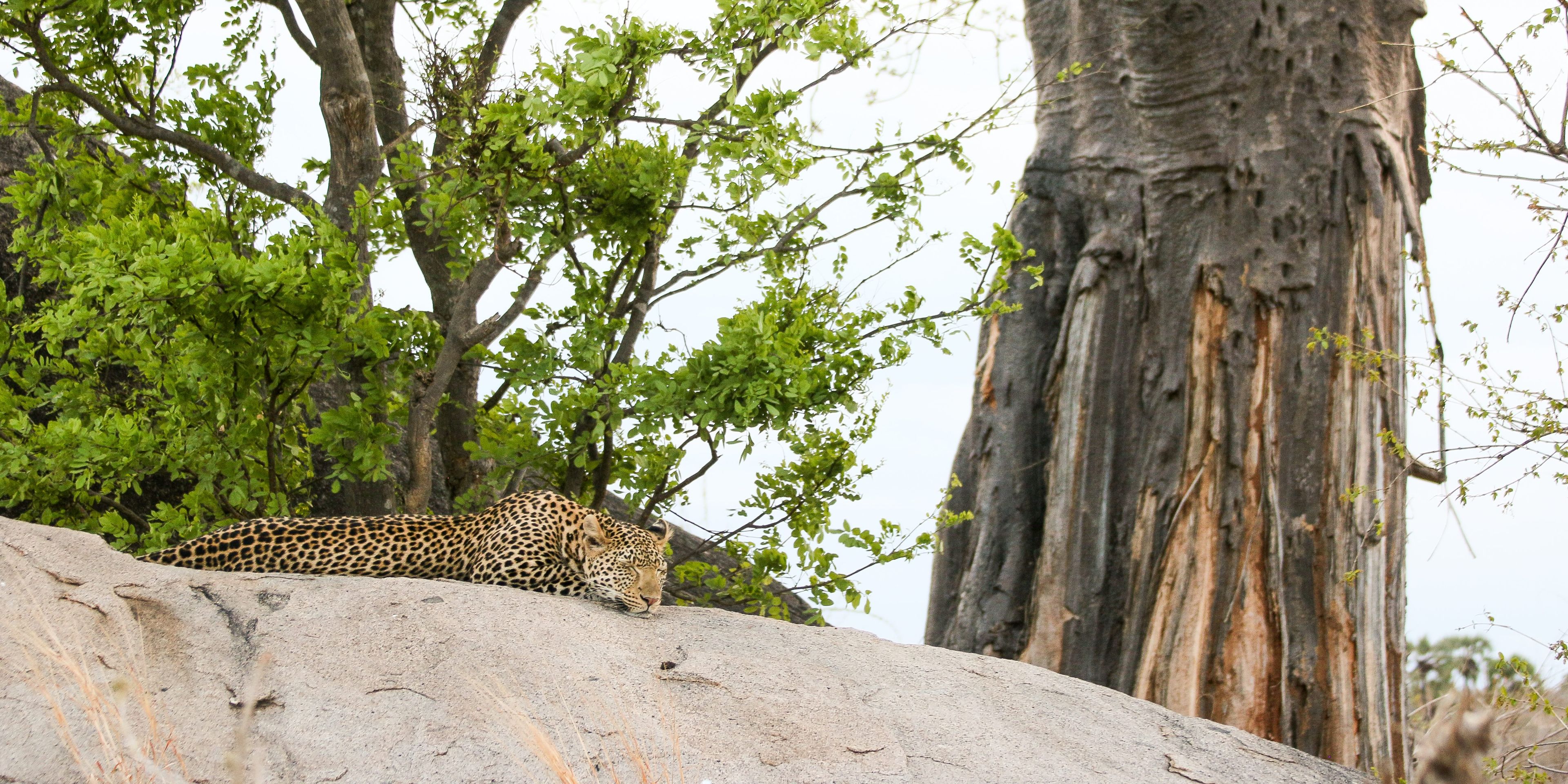 Leopard