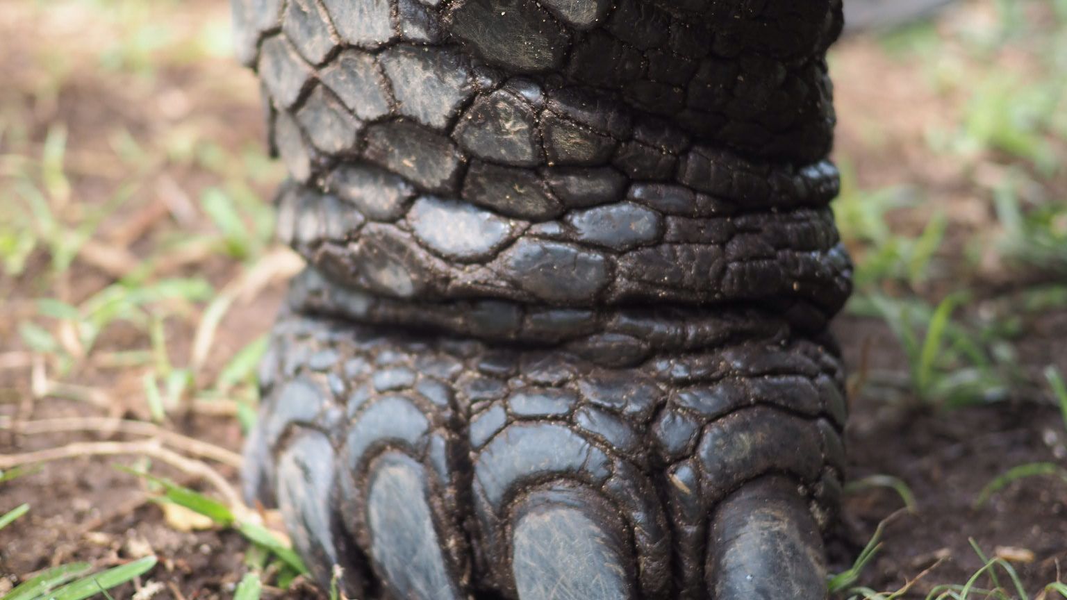 freiwilligenarbeit-seychellen-erfahrungsbericht-schildkroete-artenschutz-natucate