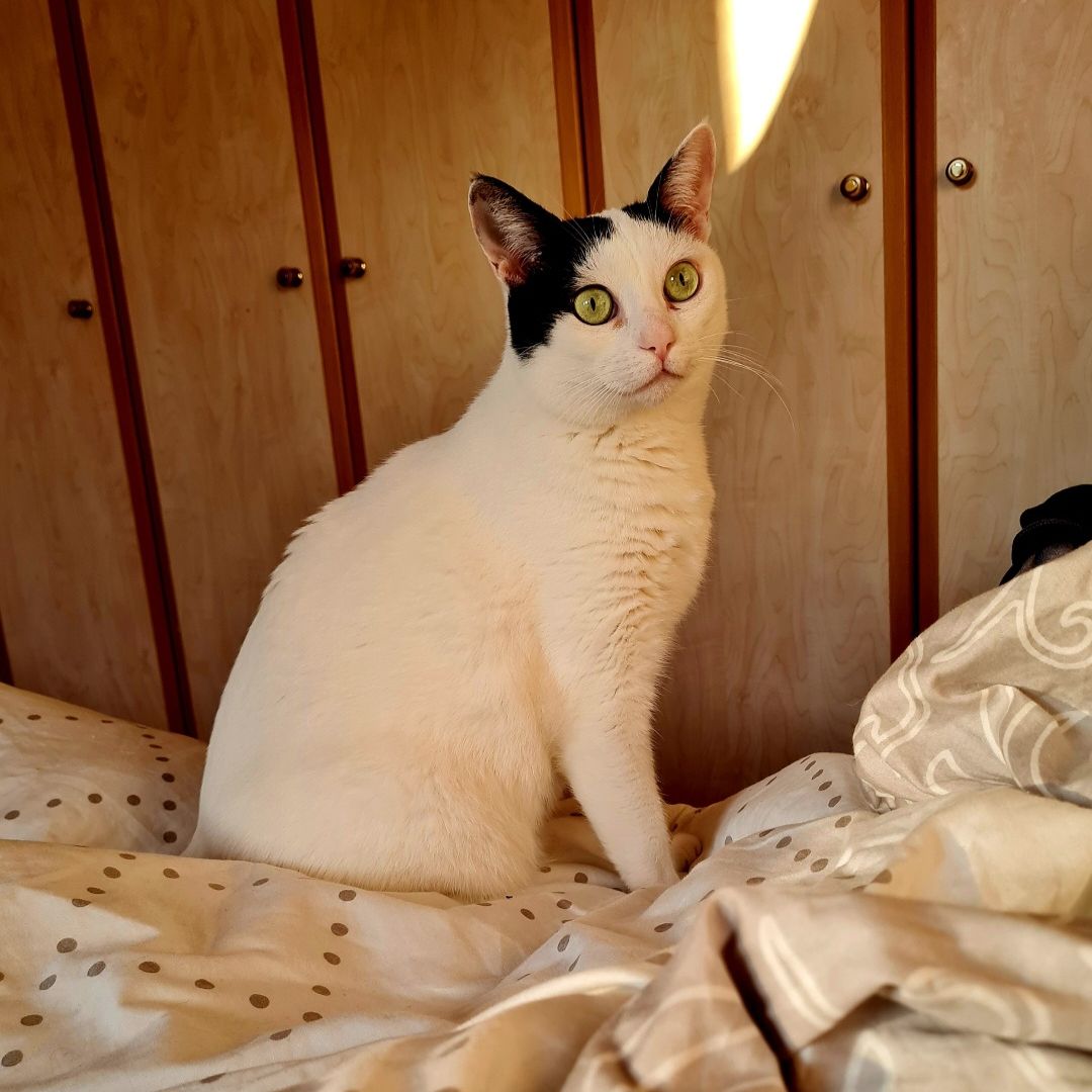 freiwilligenarbeit-griechenland-tierschutz-elli-20