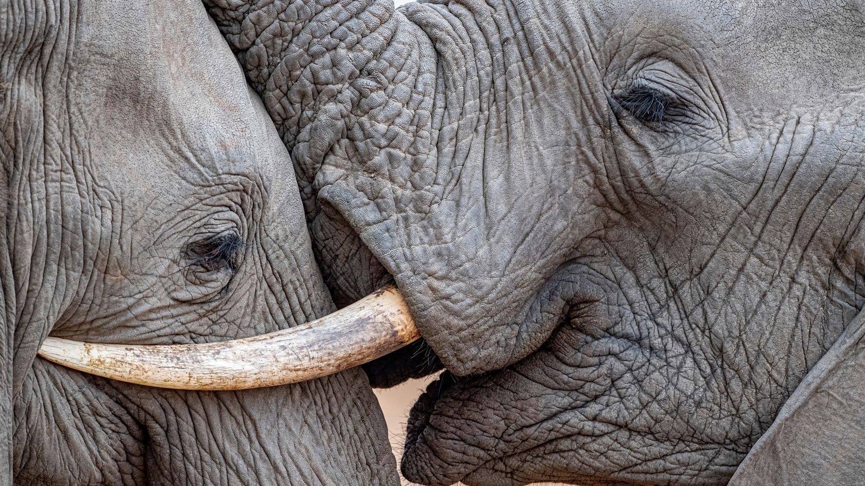 natucate-blog-safari-vokabular-busch-zwei-elefanten