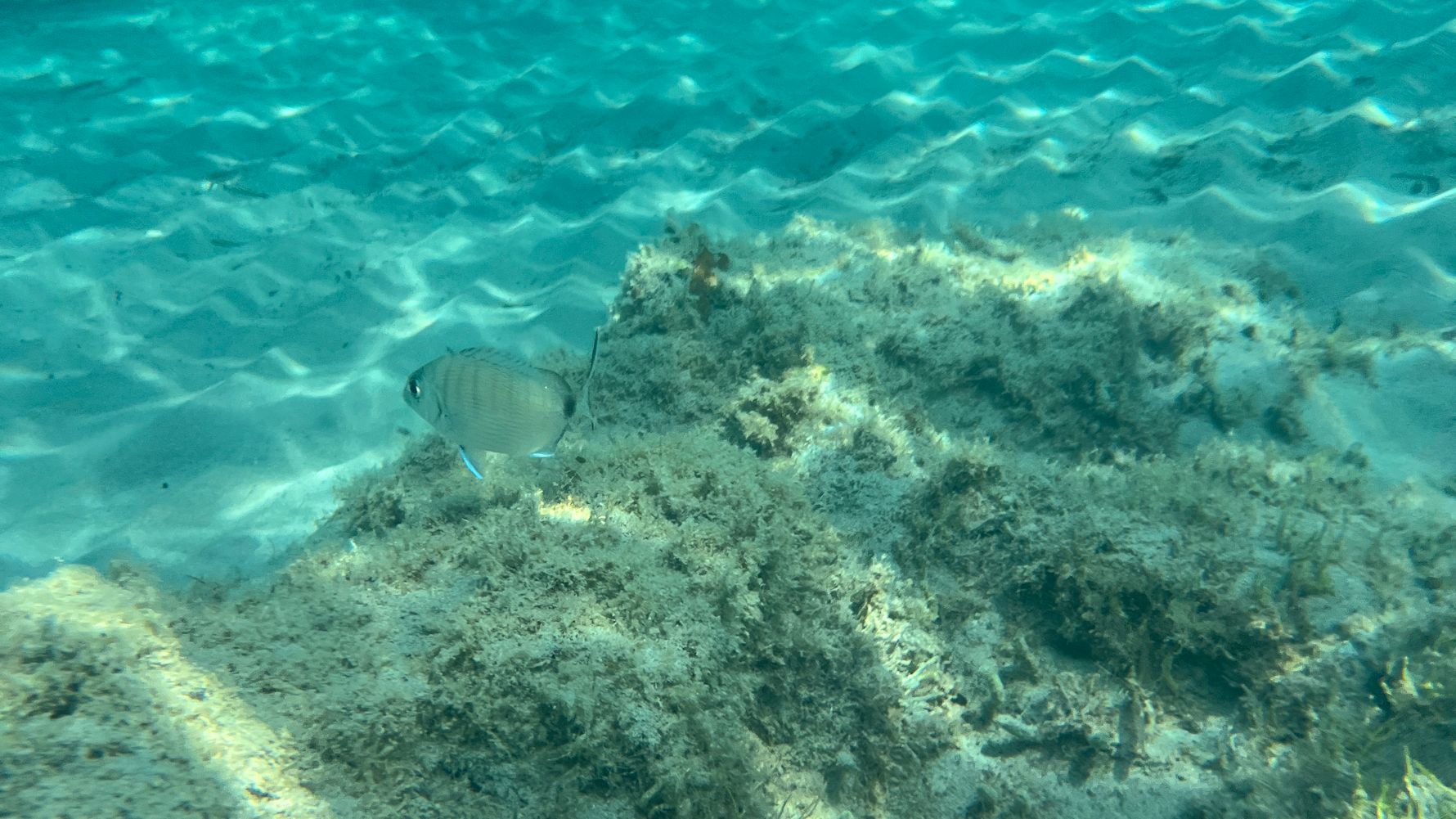 natucate-blog-erfahrungsbericht-griechenland-schildkroten-lena-unterwasser