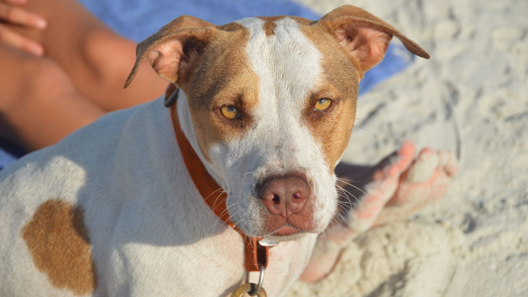 Sabbatical in Florida: Ein Hund am Strand