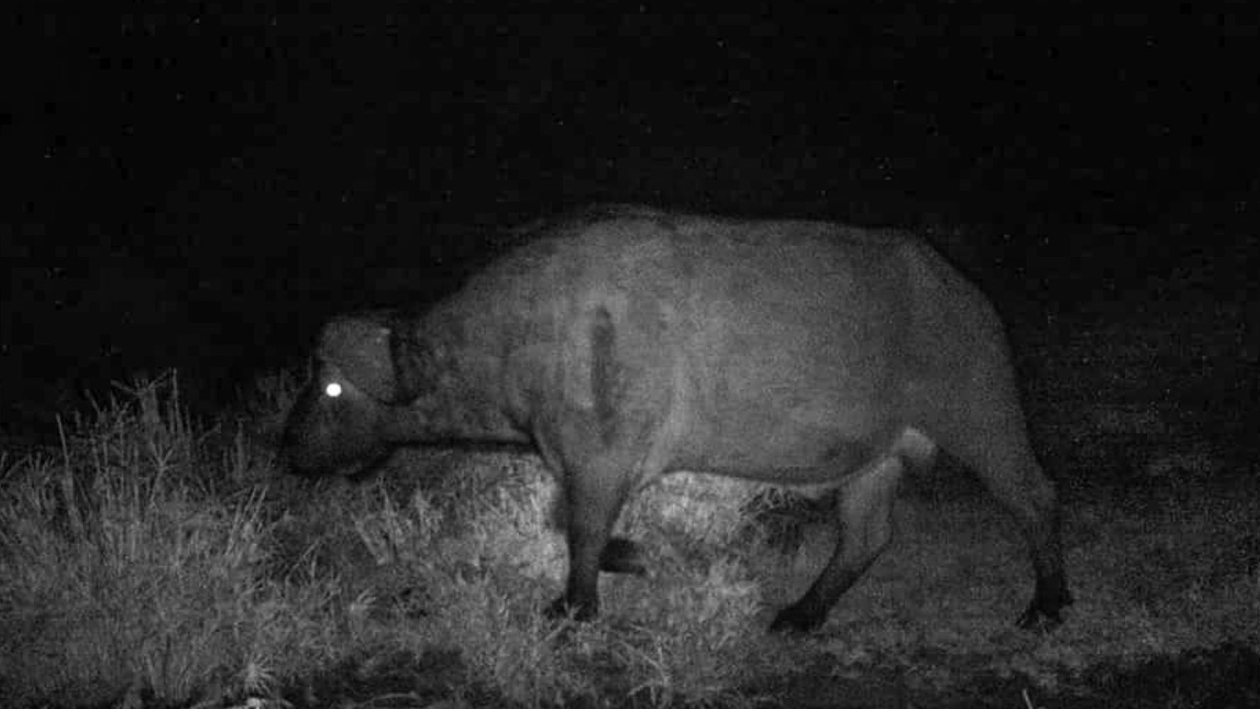 Artenschutz in Afrika: Ein Bueffel wird von einer Kamerafalle fotografiert