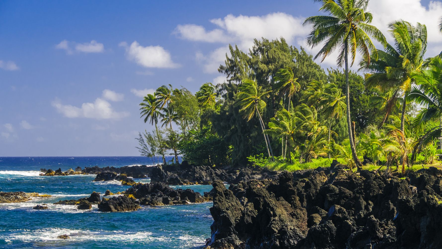 blog-ratgeber-usa-hawaii-strand-baeume-natucate