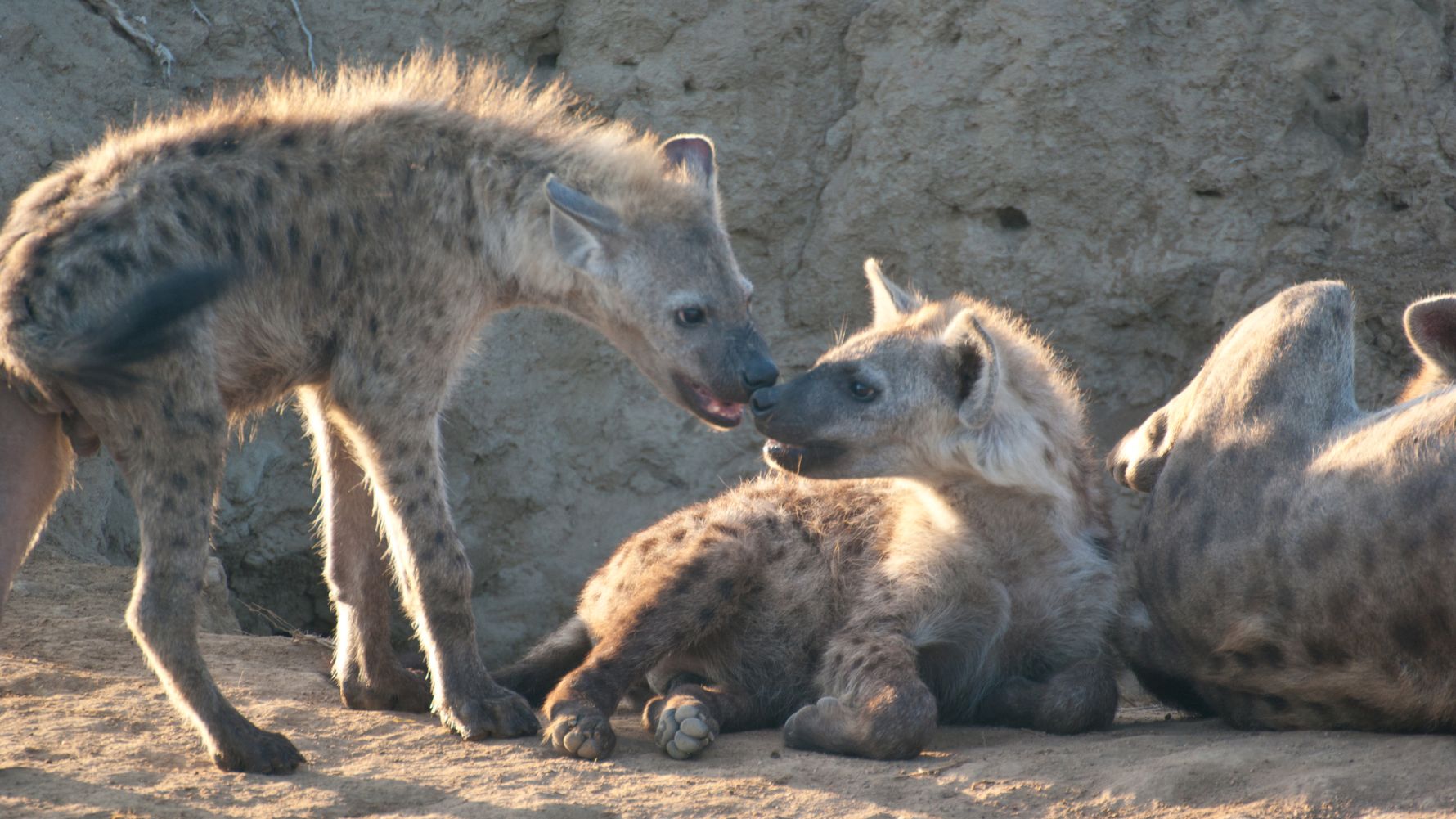 hyenaen-naturwissen-natucate-verhalten-rudel