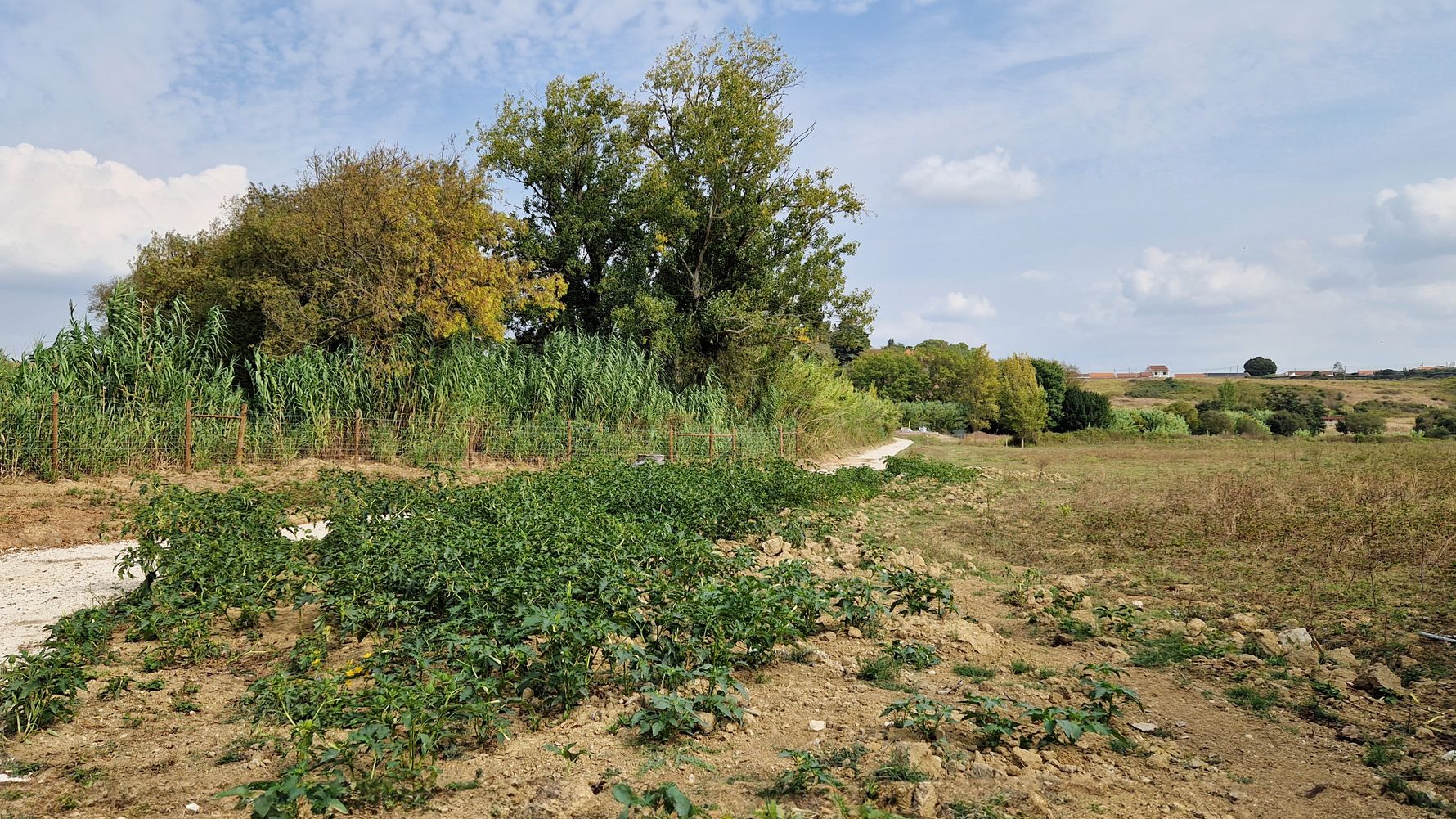 natucate-blog-review-portugal-animal-welfare-meghan-greenery