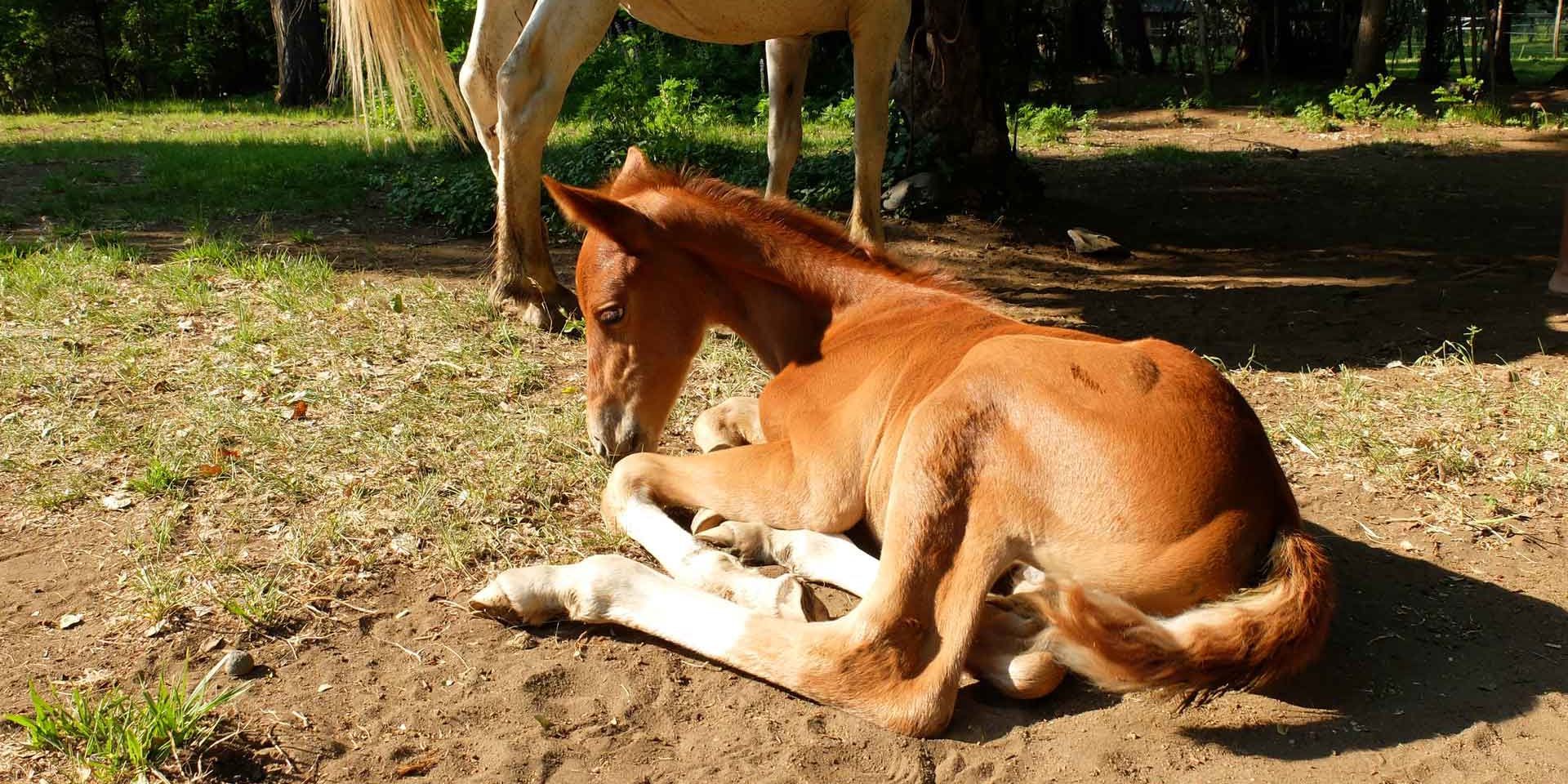 Ein Fohlen ruht sich auf dem Boden liegend aus, waehrend die Mutter dahinter steht