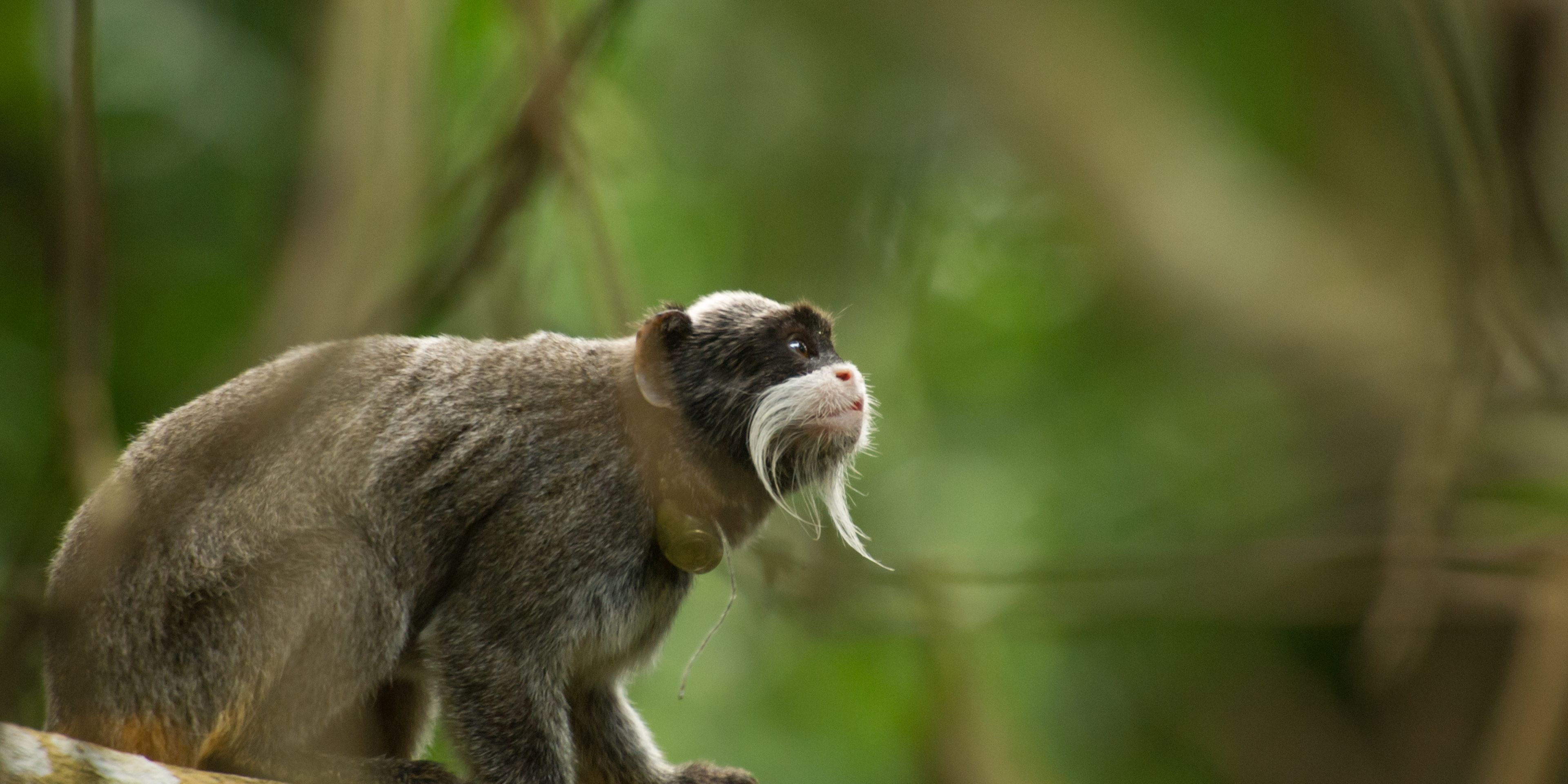 Primatologie im Rahmen eines Natur- und Rangerkurses in Suedamerika
