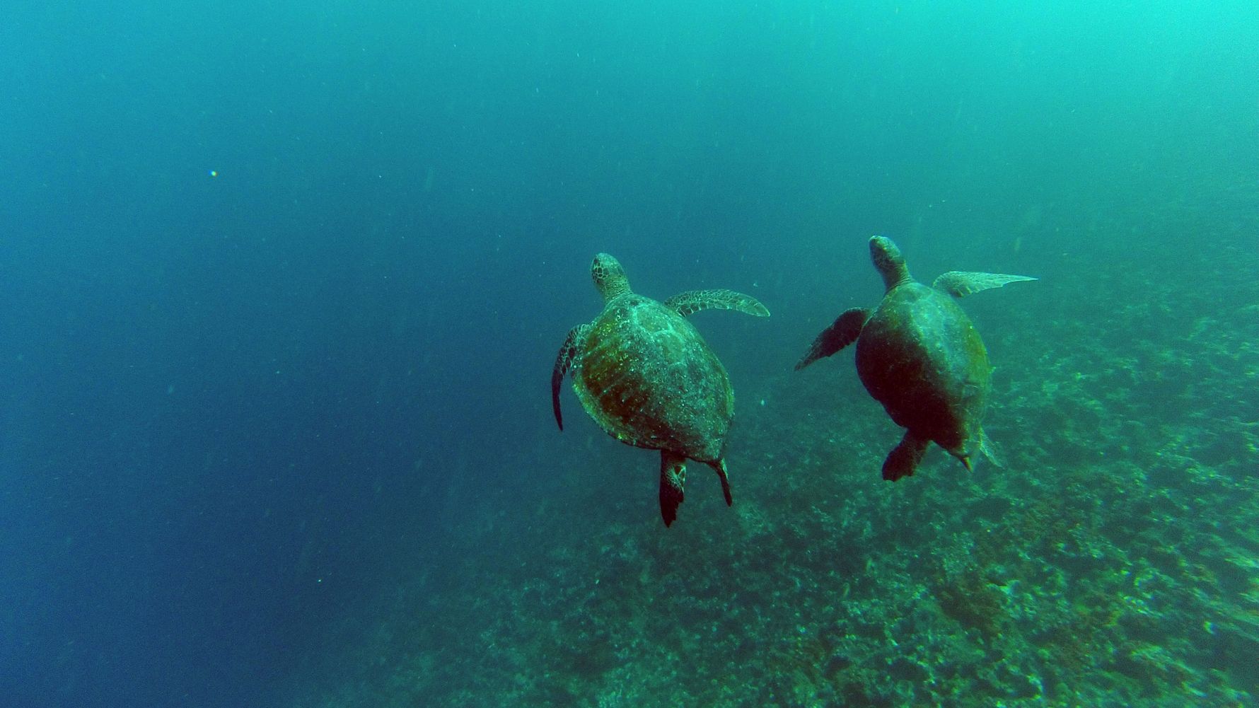 Zwei Schildkr&ouml;ten