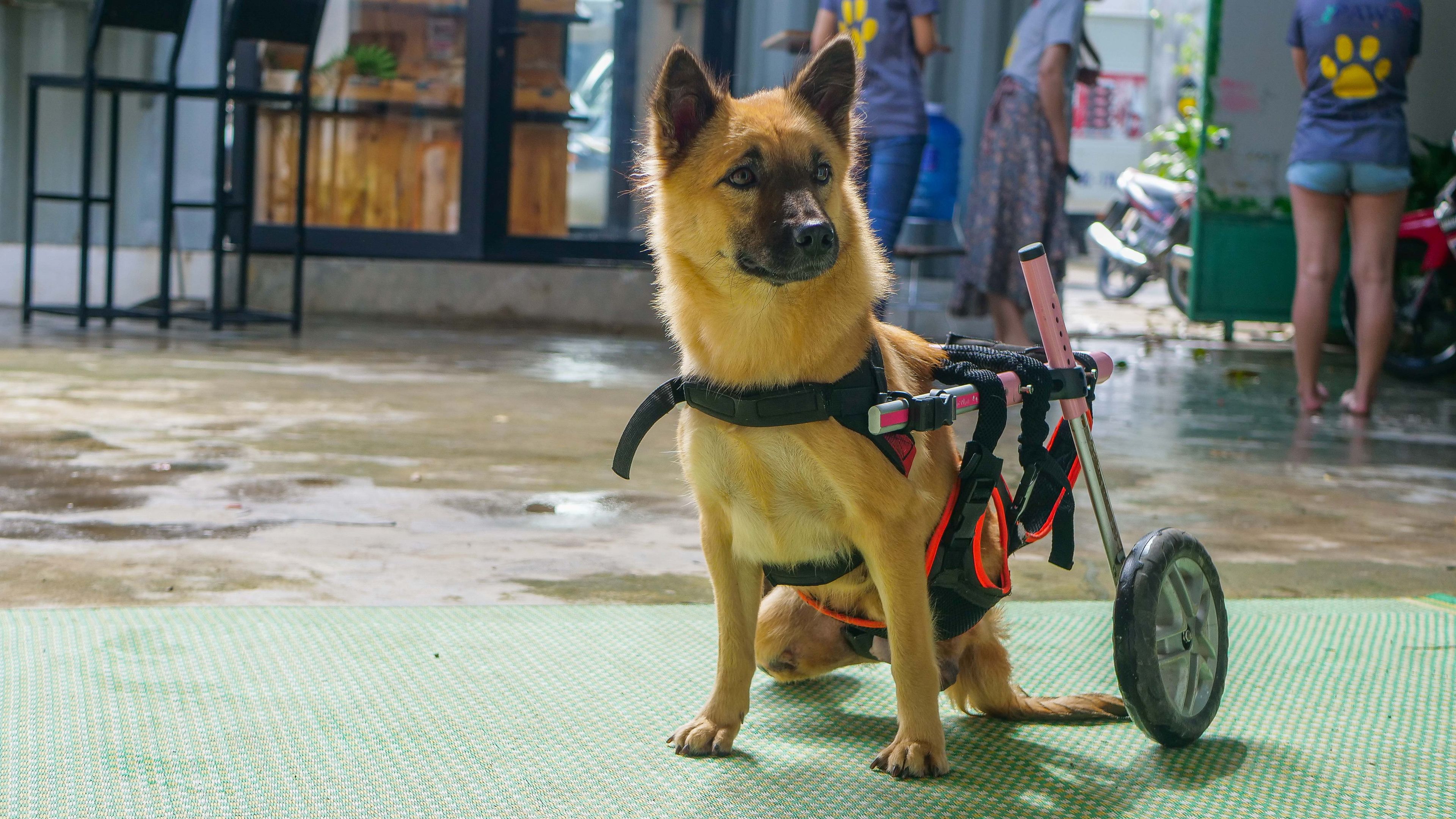 freiwilligenarbeit-vietnam-da-nang-tierschutz-hund-tierschutzzentrum-natucate