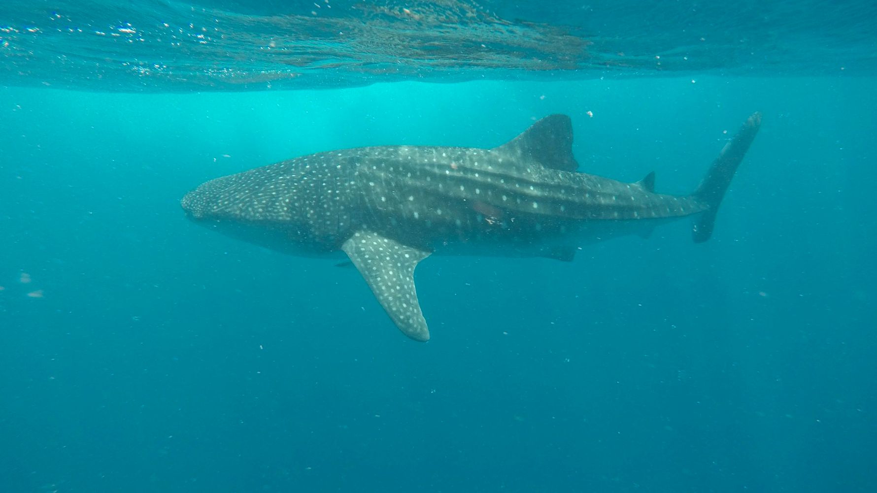 Natucate Blog – Whale Sharks: Facts ⋅ Natucate