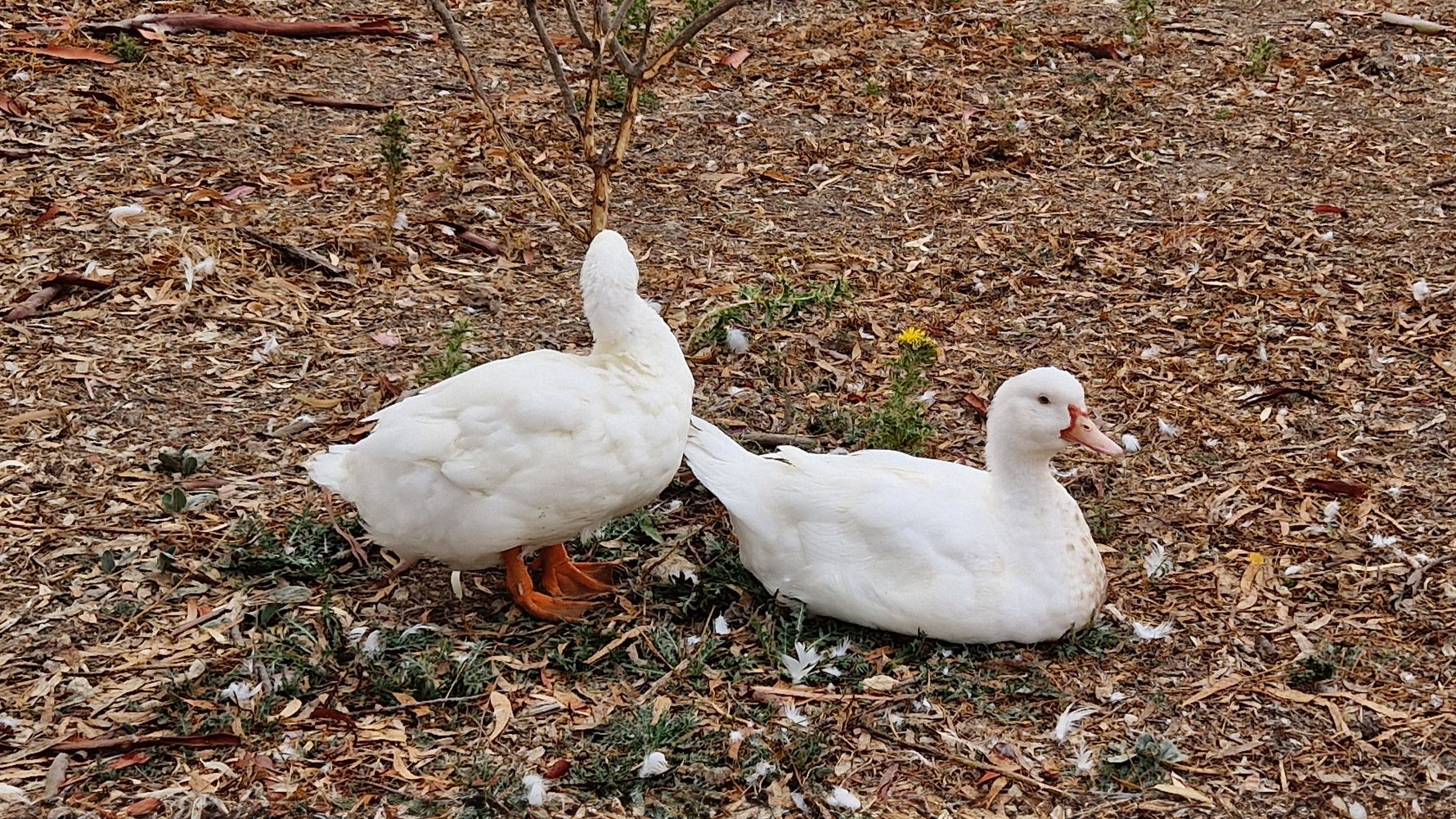 natucate-blog-review-portugal-animal-welfare-meghan-ducks