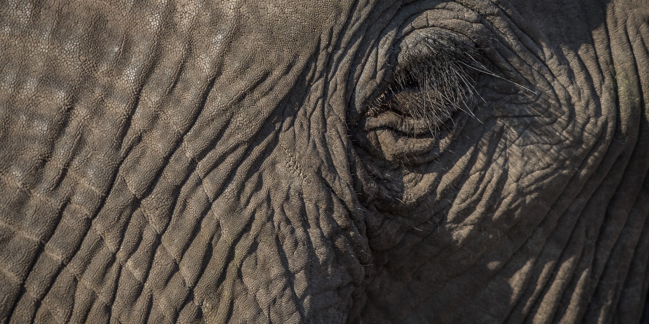 safari-botswana-expedition-okavango-delta-elephant