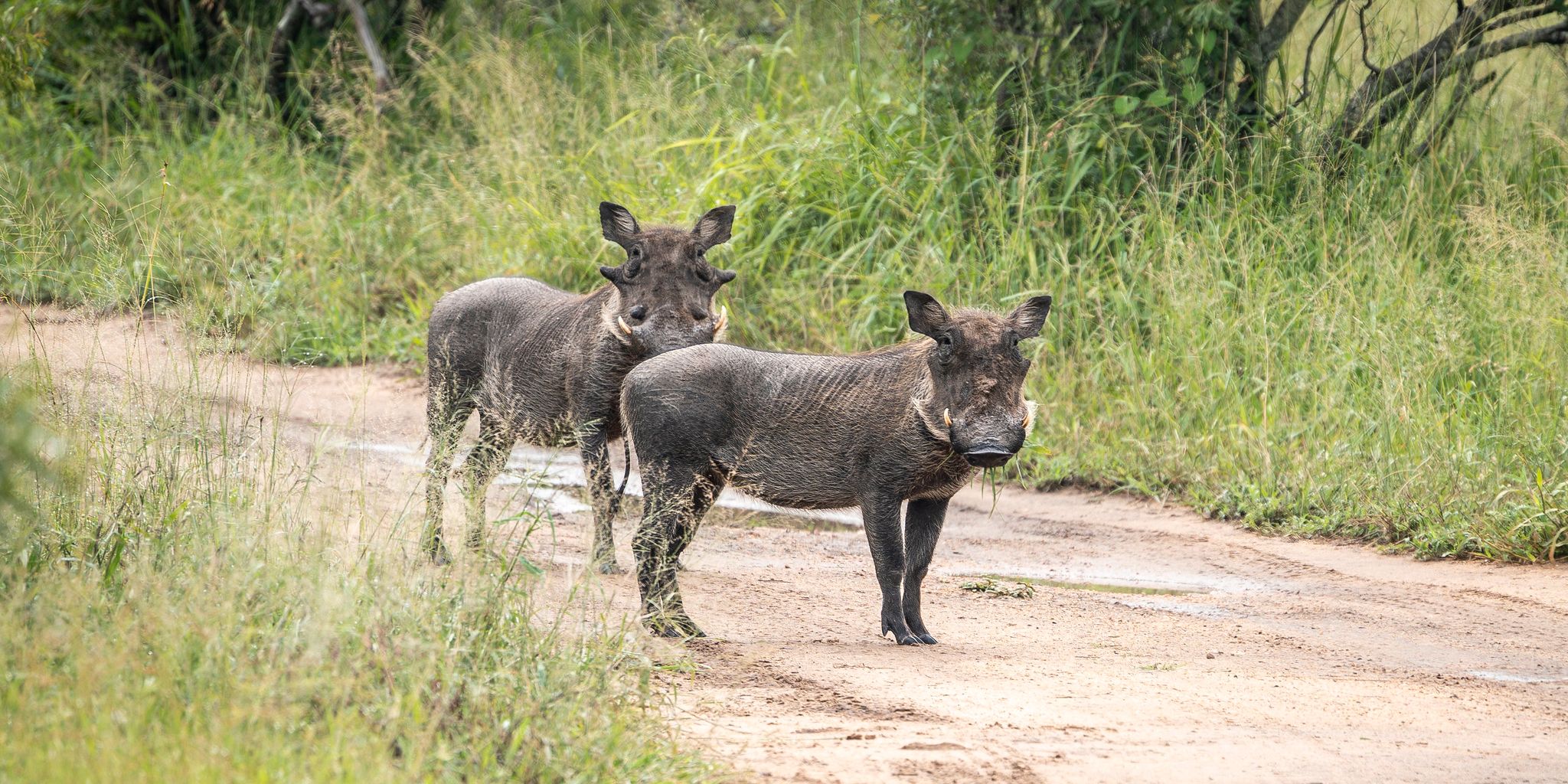 Two warthogs