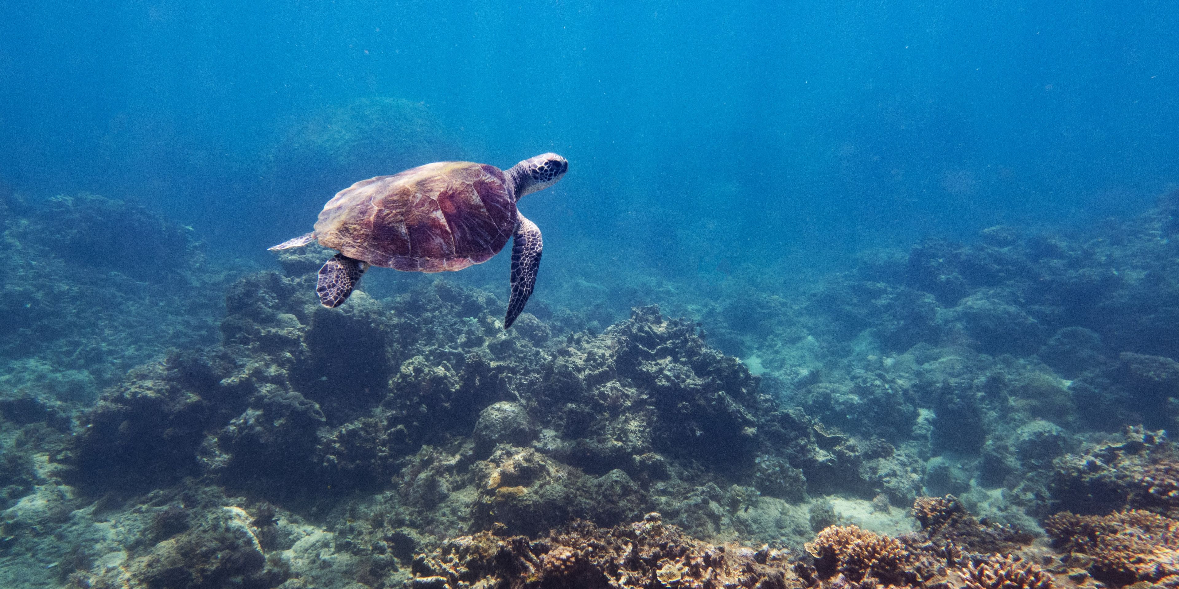 Sea turtle swims